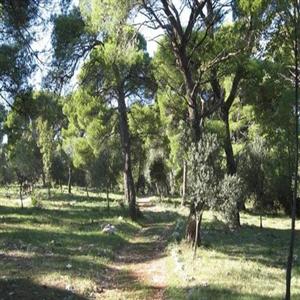 Promenade through the pine forest in Zaton