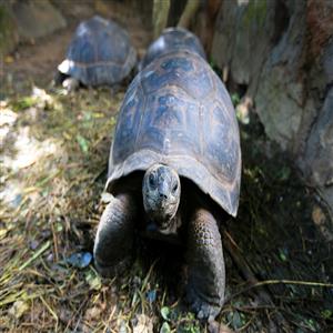 3 giant tortoise in Sea View Lodge gardenb