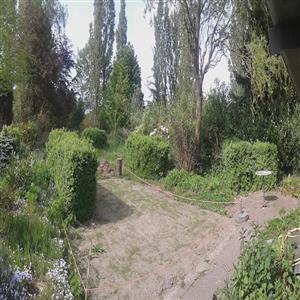 New grass (apr 15) in garden