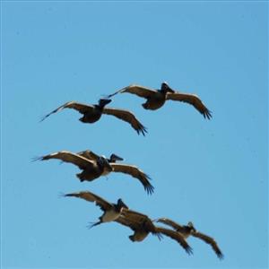 Pelicans Who Fly Daily Over Our Outside Massive