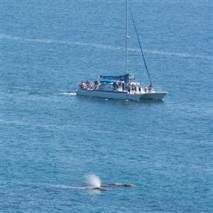 Mother and baby whales in front of condo