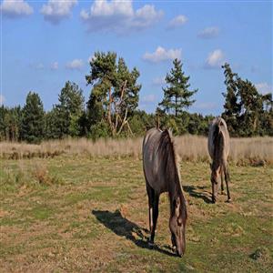 Nearby: Landschap De Liereman - LIFE-project